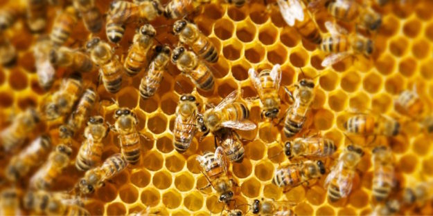 Approvate due graduatorie a sostegno dell’apicoltura